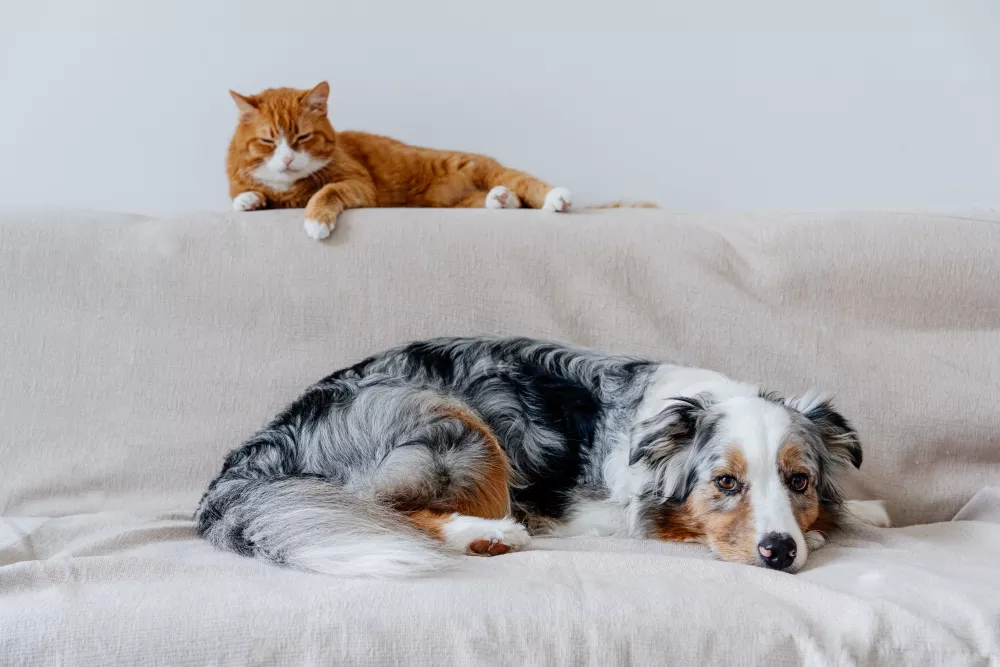 Orange cat on couch back, blue merle Australian Shepherd dog sleeping on the seat.